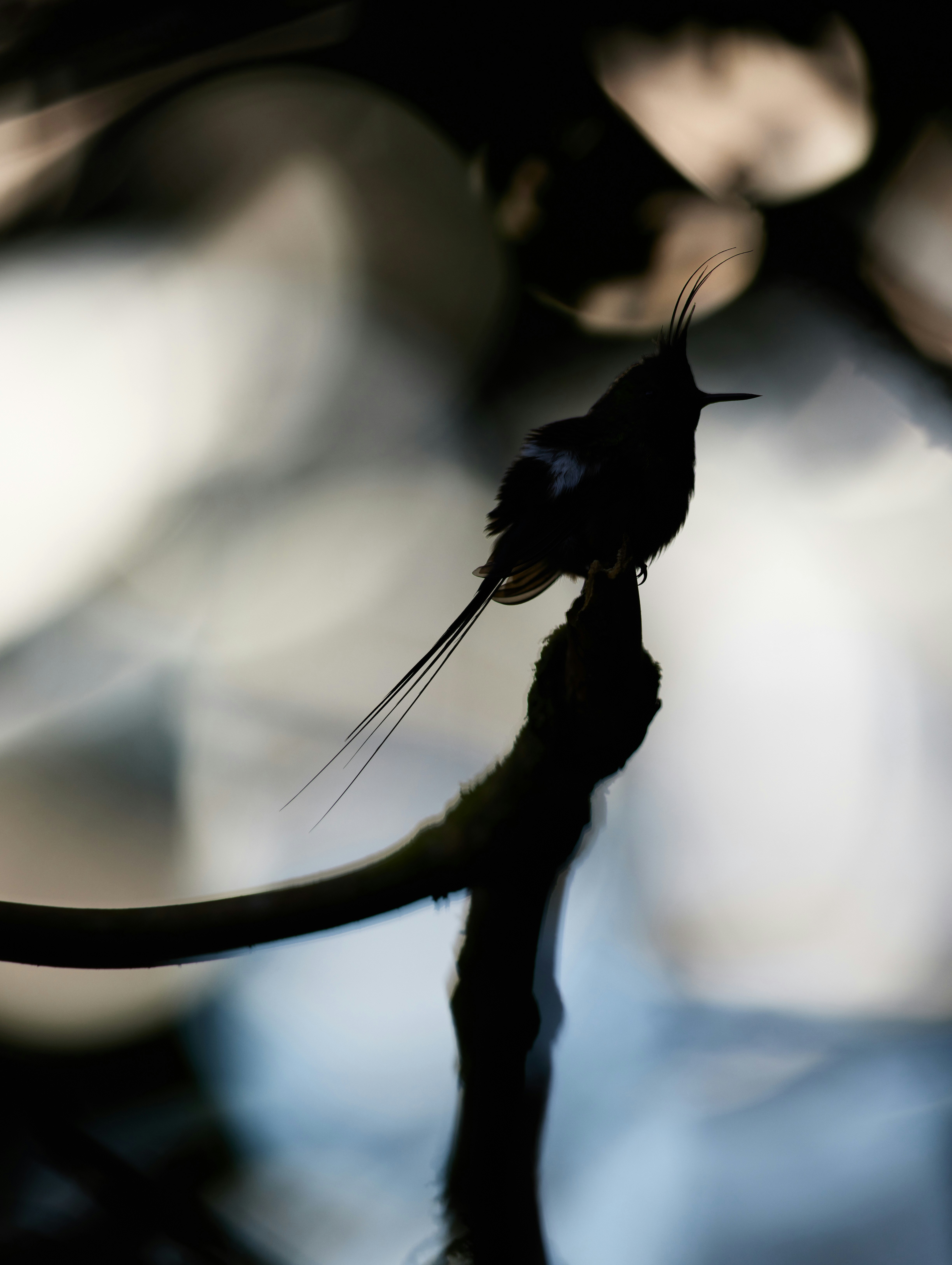Close-up of black mold on a plastic hummingbird feeder