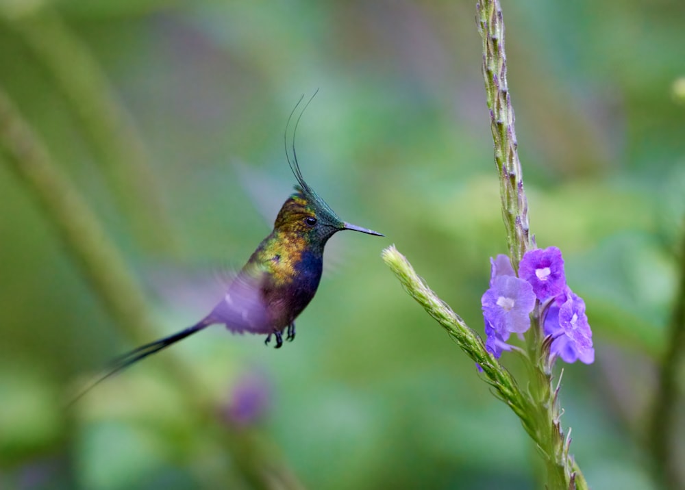 a hummingbird hovering over a purple flower