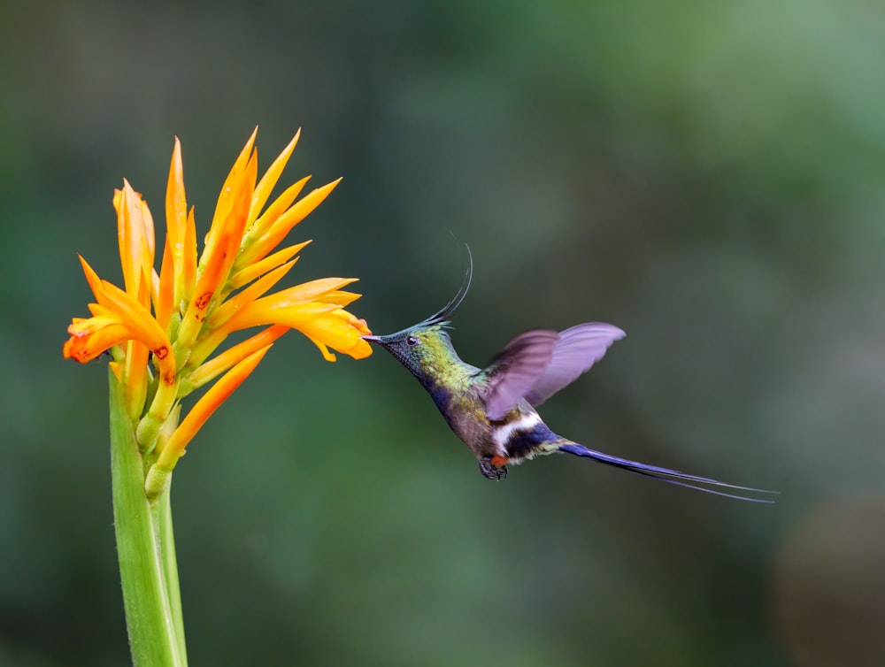 a hummingbird hovers near a yellow flower