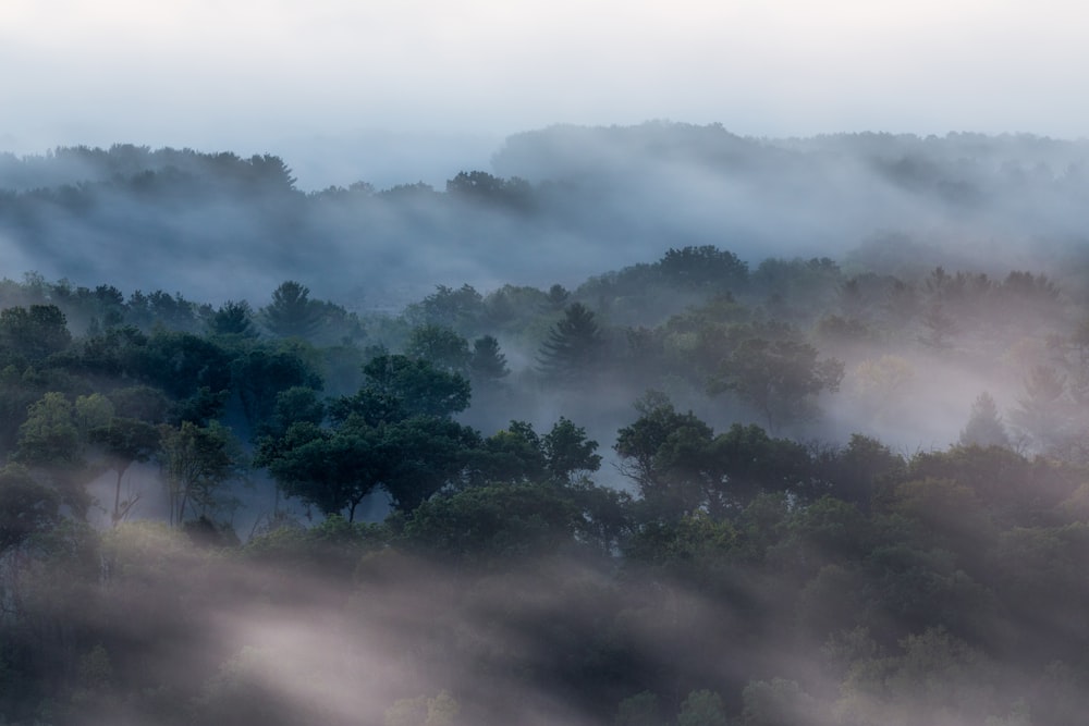 a foggy forest filled with lots of trees