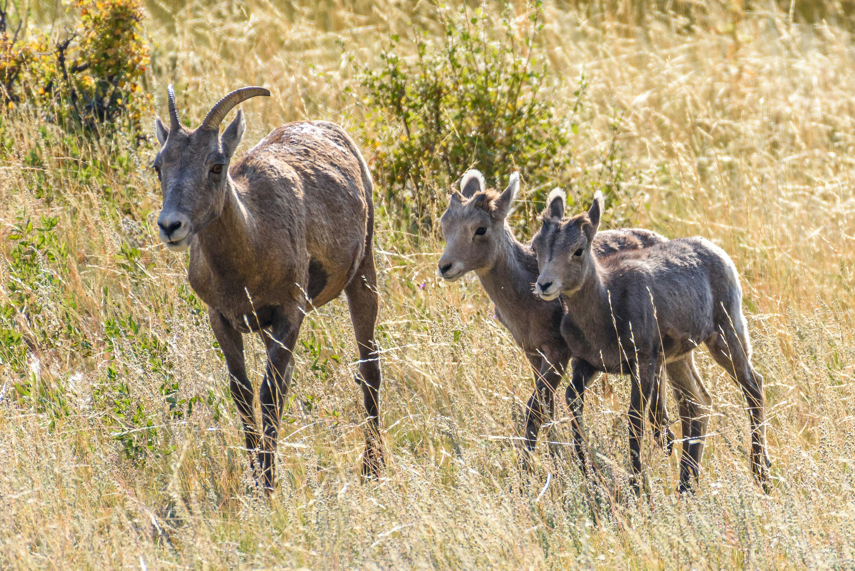 Grand Teton National Park Hopes Collaboration, Not Closures, Will Protect Bighorn Sheep