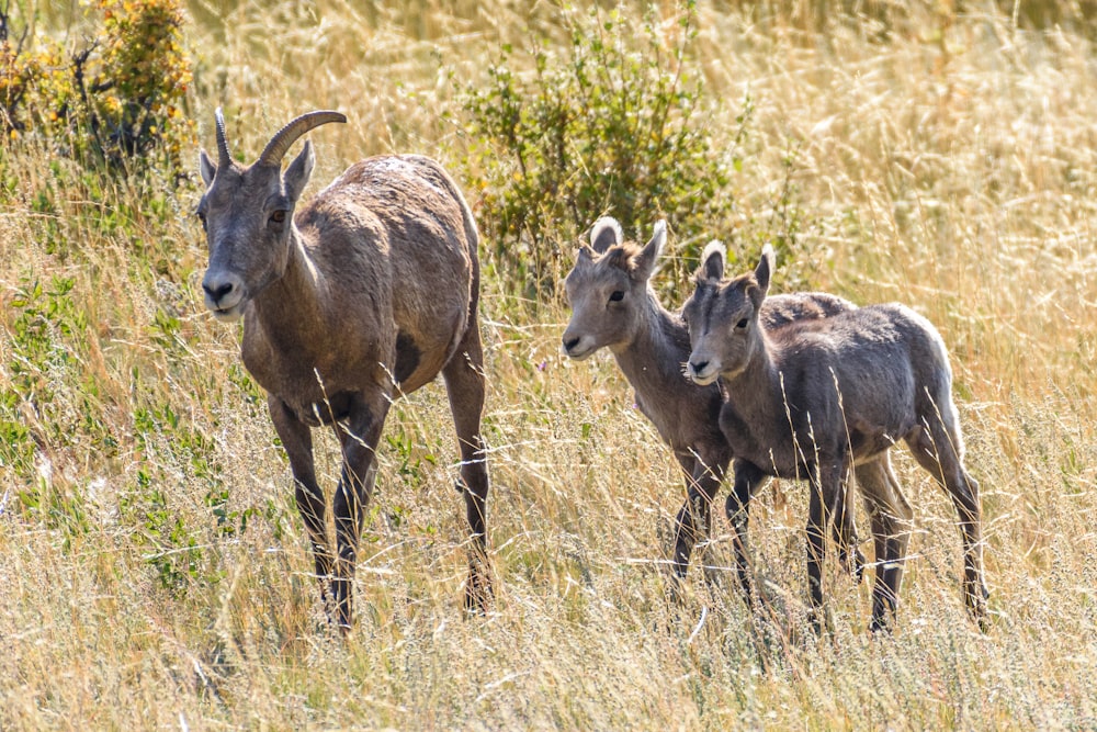 a couple of animals that are standing in the grass