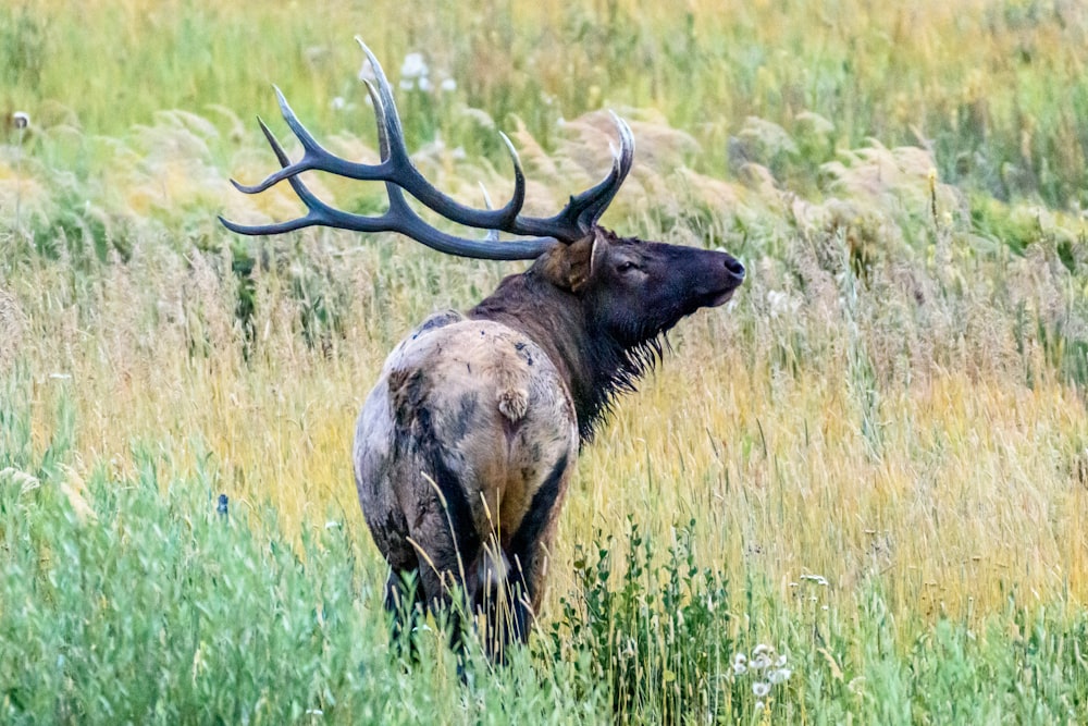 Un gran toro parado en un campo de hierba alta