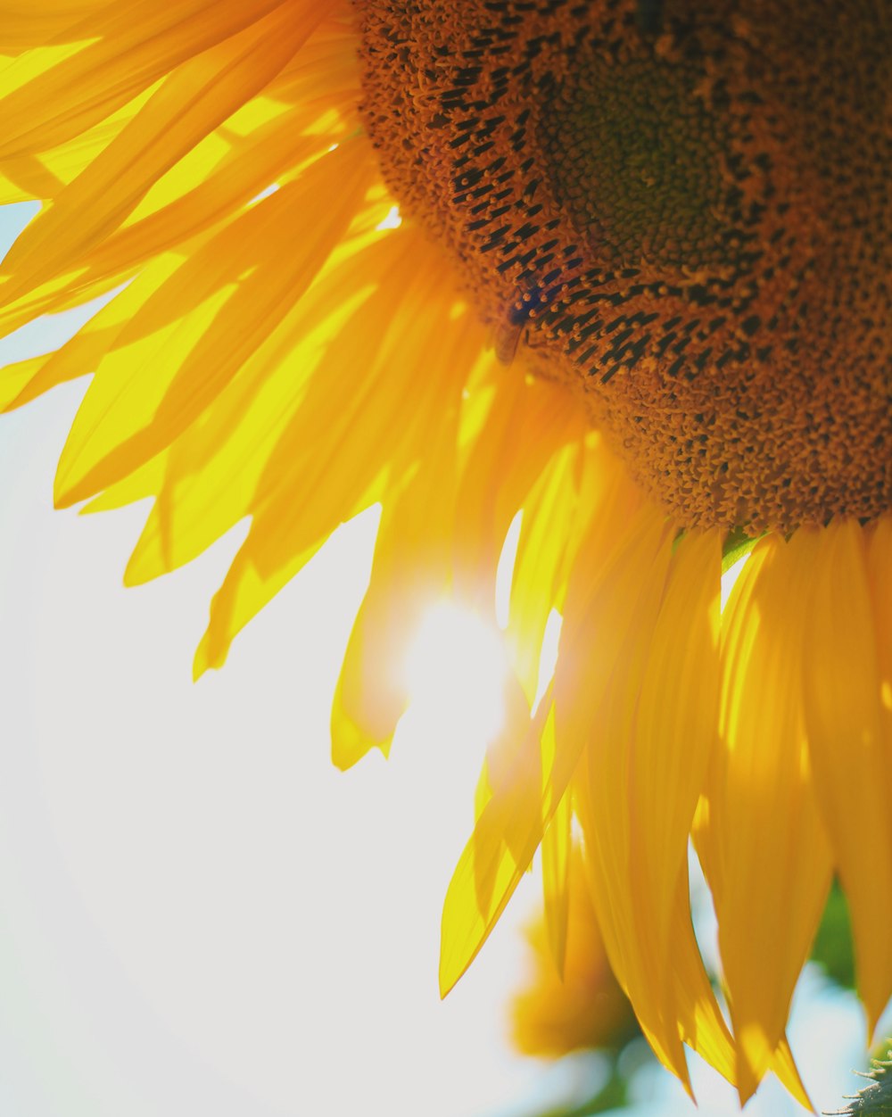 un girasol con el sol brillando a través de él