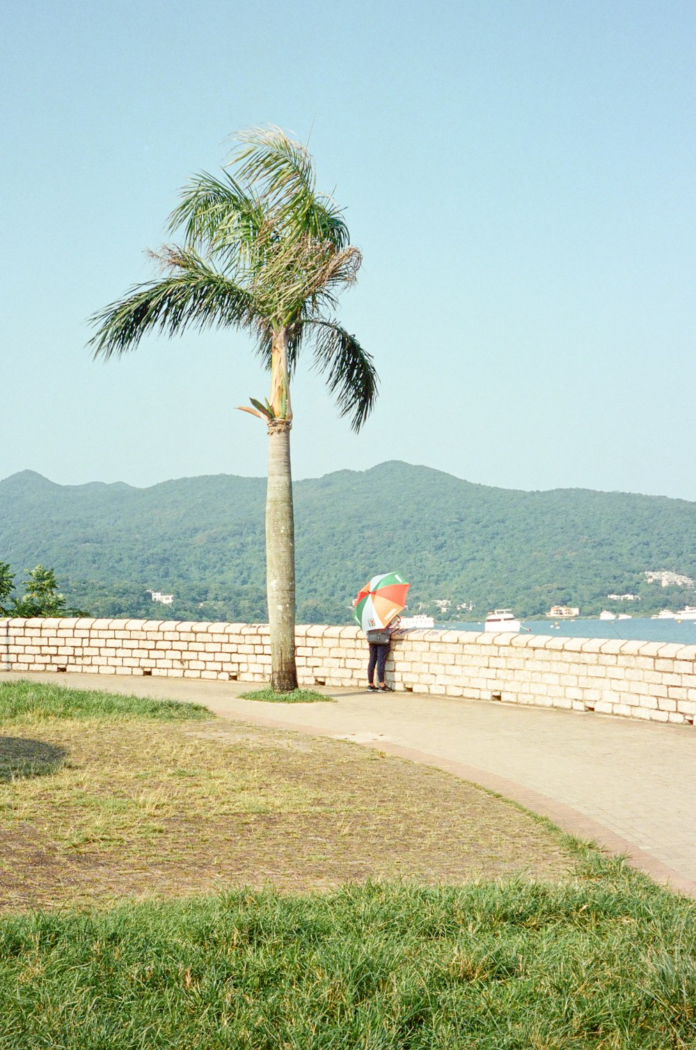 a person holding an umbrella next to a palm tree