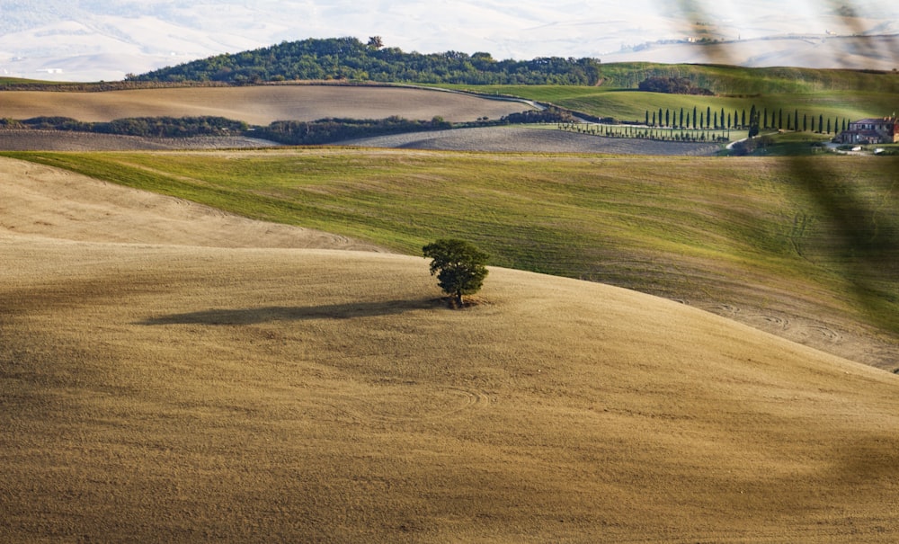 a lone tree in the middle of a field