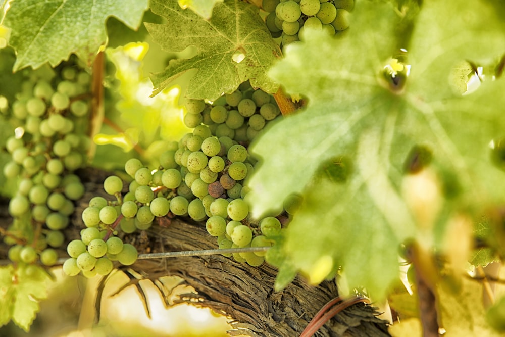 a bunch of green grapes hanging from a vine