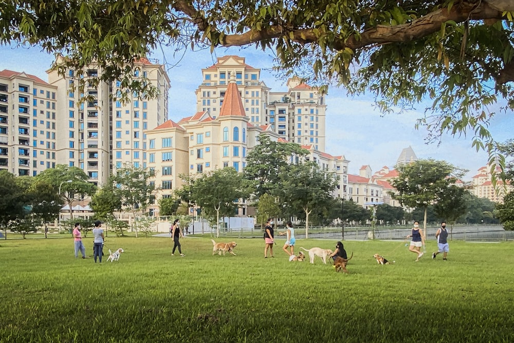a group of people playing frisbee with their dogs