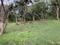 A family of deer quietly grazing near a clearing surrounded by towering pines.