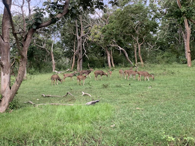 A family of deer quietly grazing in a misty forest clearing.