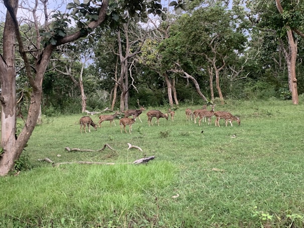 A family of deer quietly grazing among the pine trees.