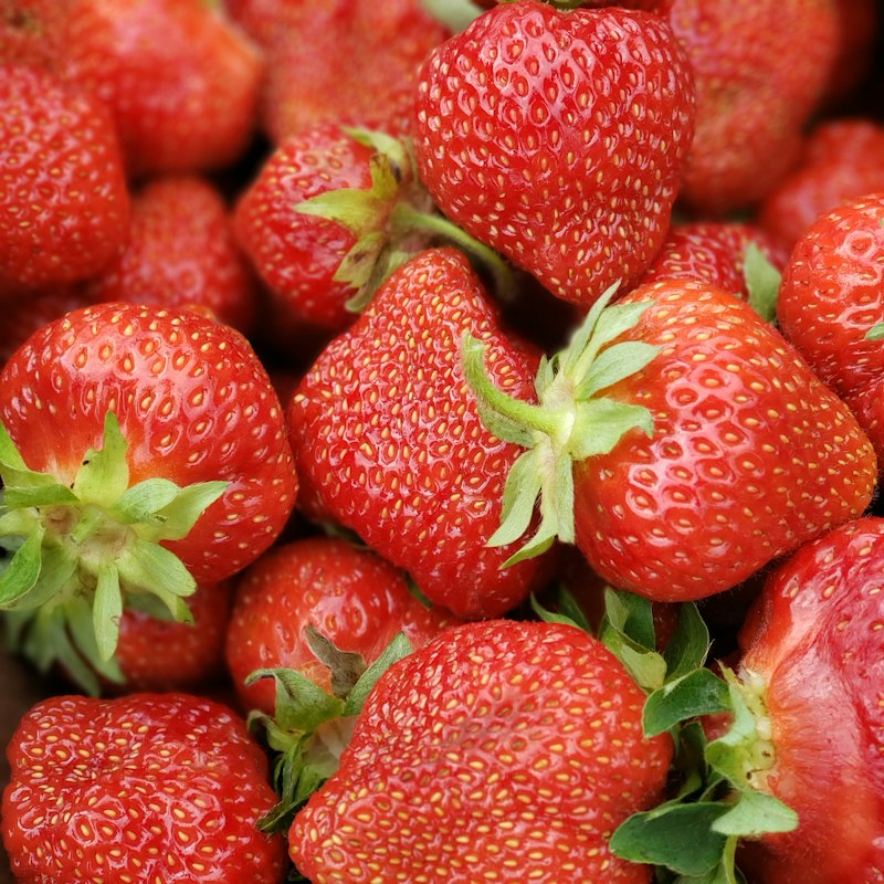 Morangos; fotografia ilustrativa da fruticultura.