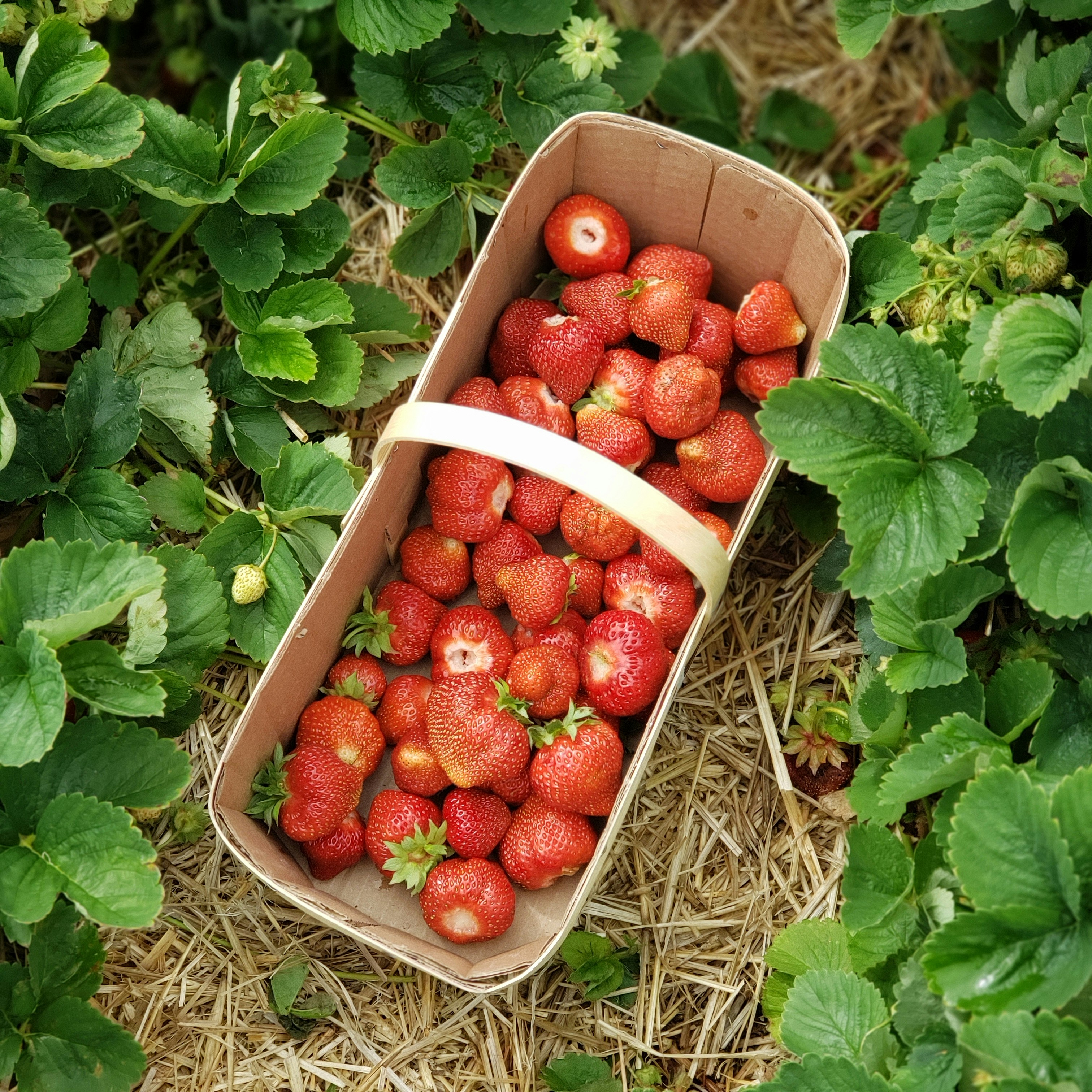 a basket of strawberries sitting in the middle of a field