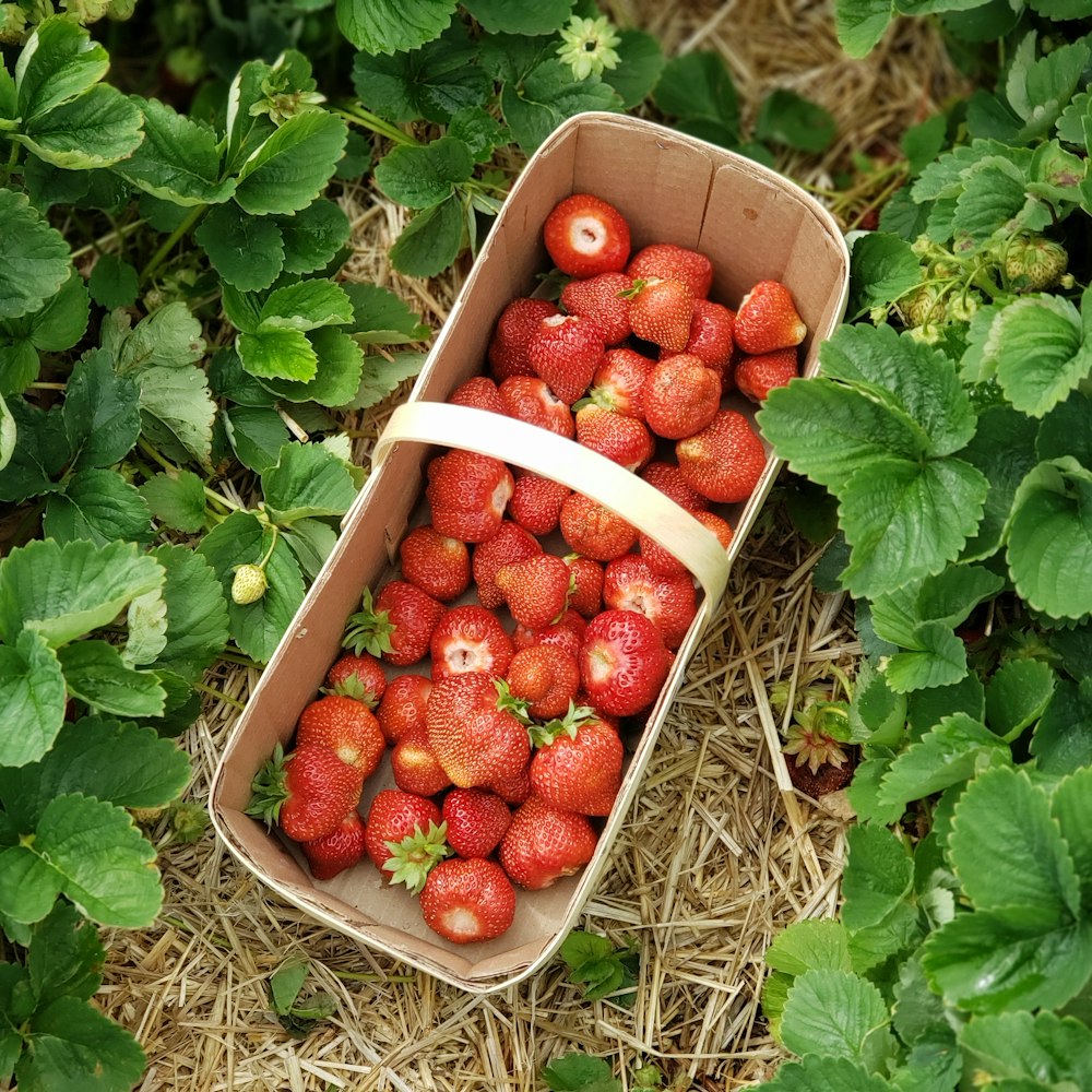 a basket of strawberries sitting in the middle of a field