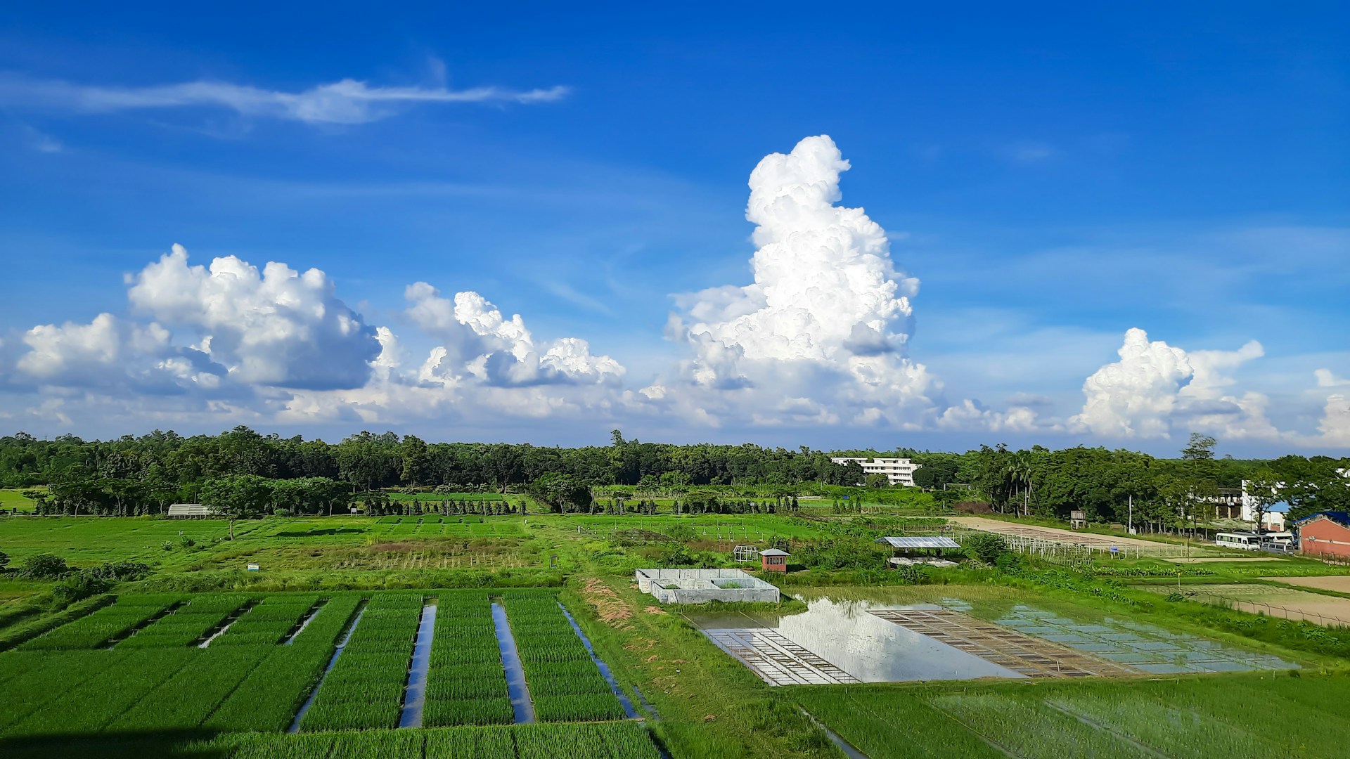 a large field with a lot of green grass
