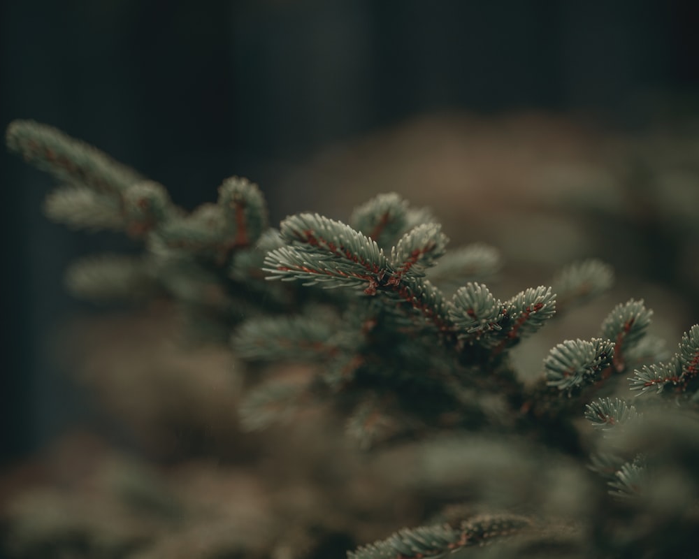 a close up of a pine tree branch