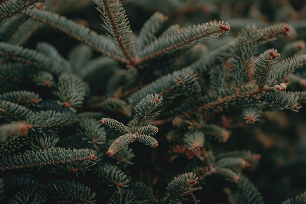 a close up of a pine tree branch