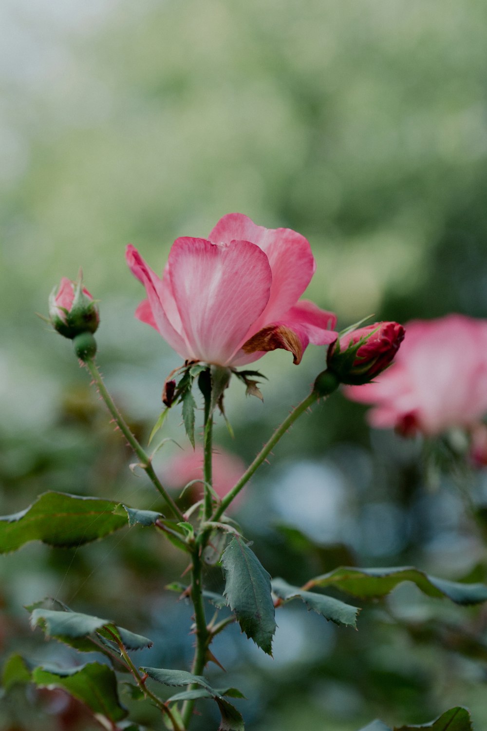 a close up of a pink flower with green leaves