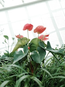 a group of red flowers in a green planter