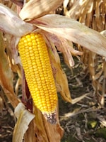 Close-up of ripe corn ears ready for harvest.