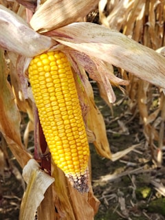 a close up of a corn on the cob