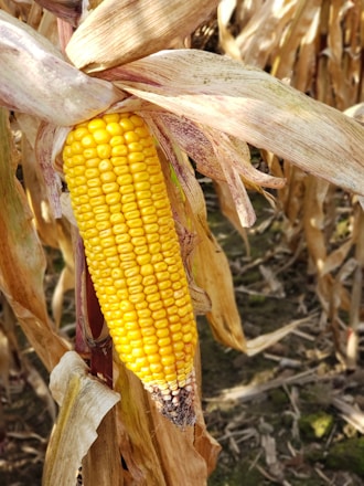 a close up of a corn on the cob