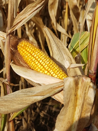 a close up of a corn on the cob
