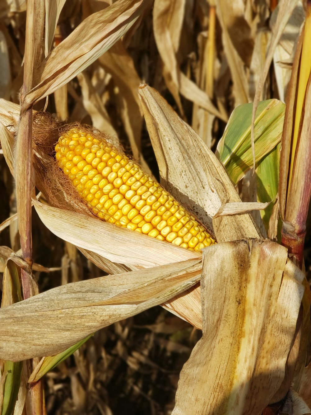 a close up of a corn on the cob