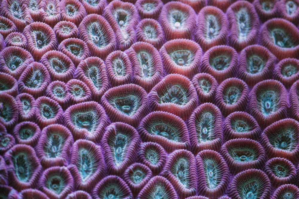 a close up view of a purple coral