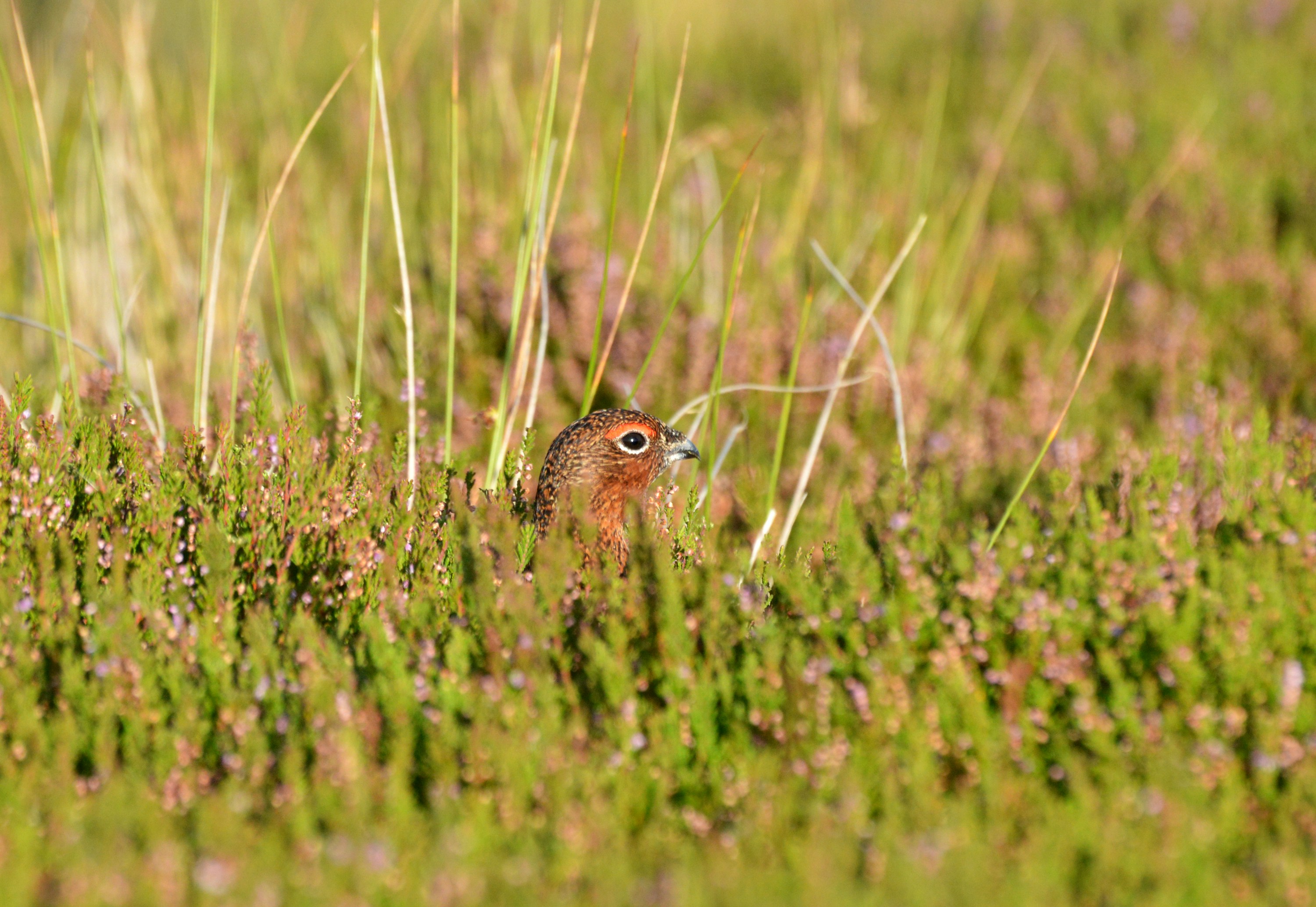 a small bird standing in the middle of a field