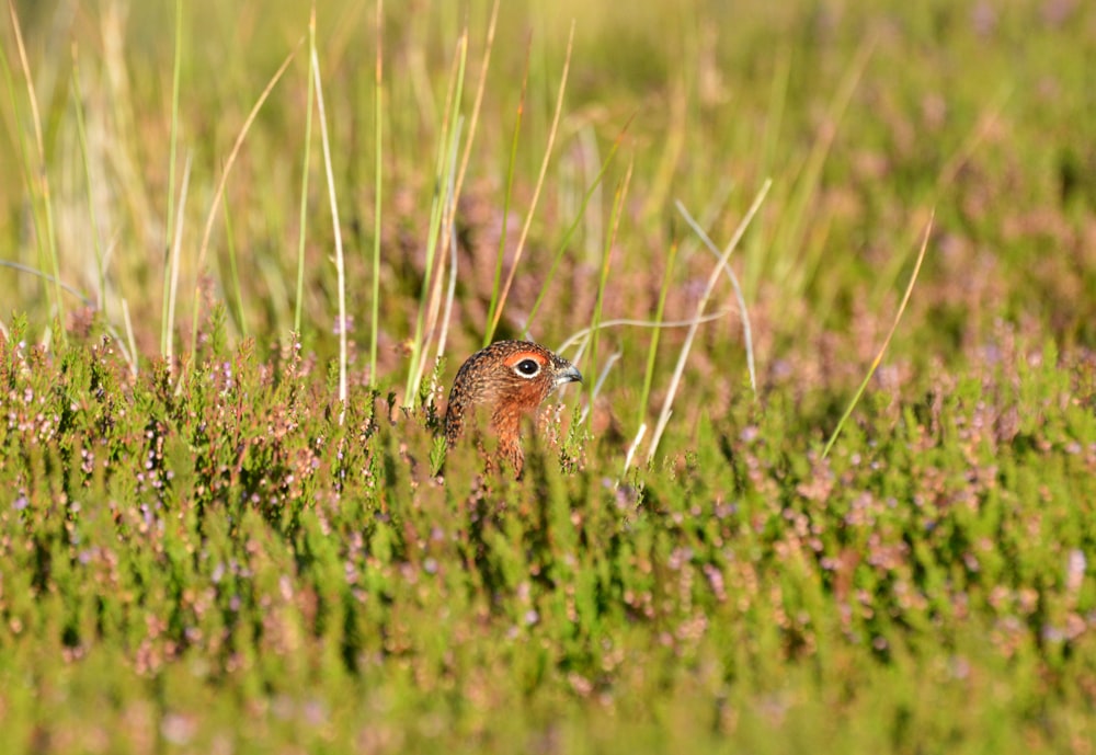 a small bird standing in the middle of a field