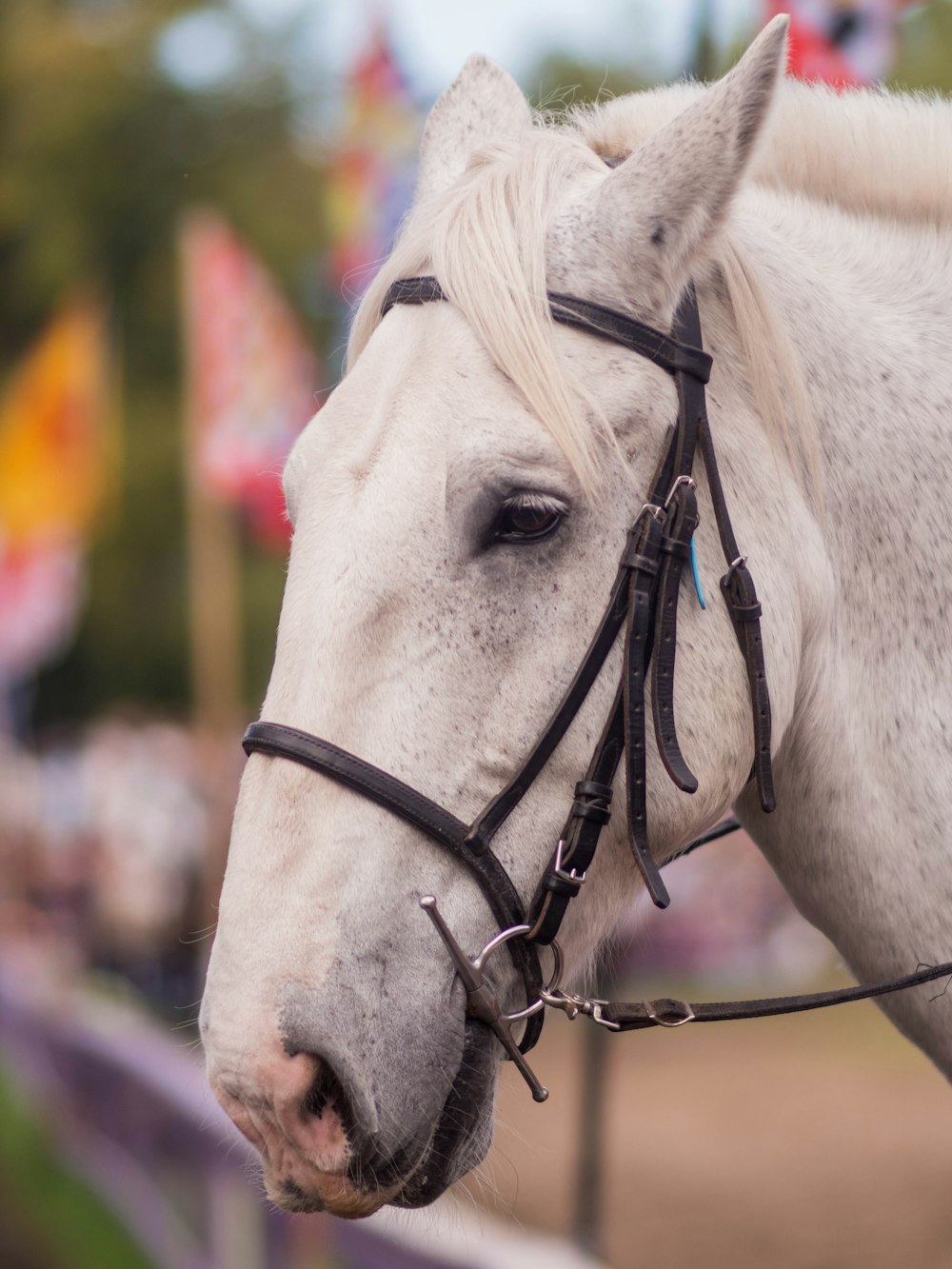 a close up of a white horse with a black bridle