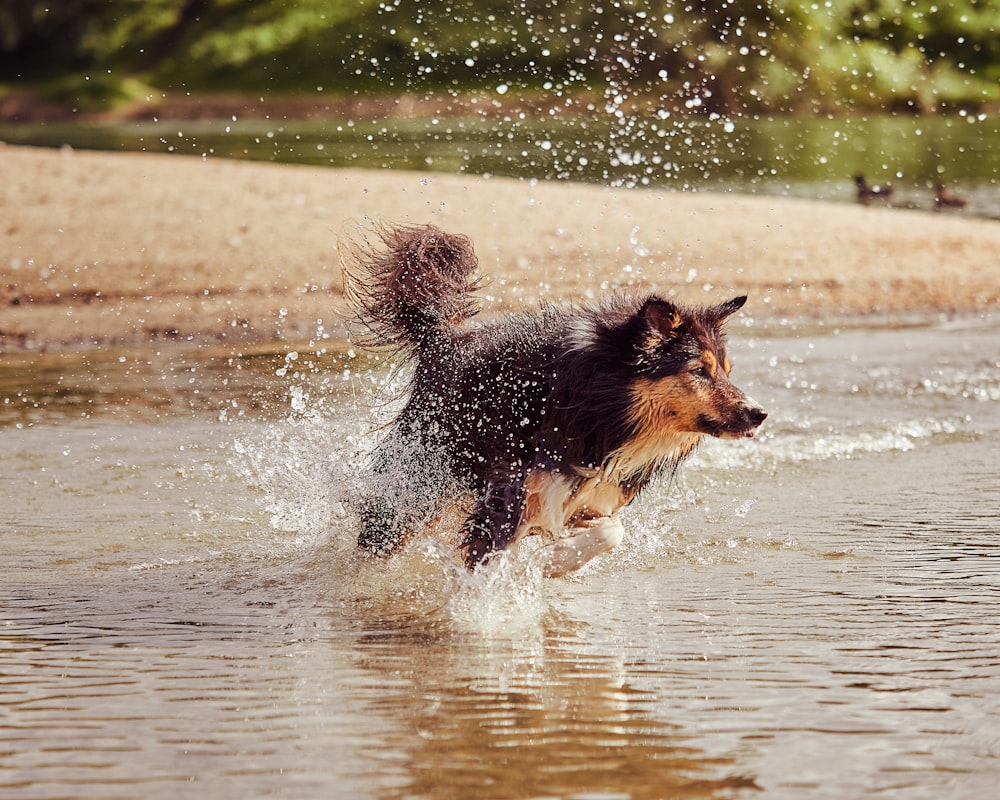 a dog running through a body of water