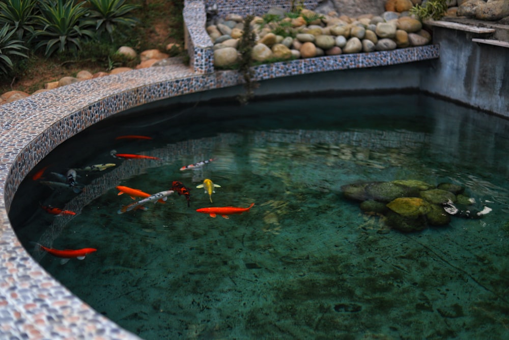 a fish pond filled with lots of goldfish