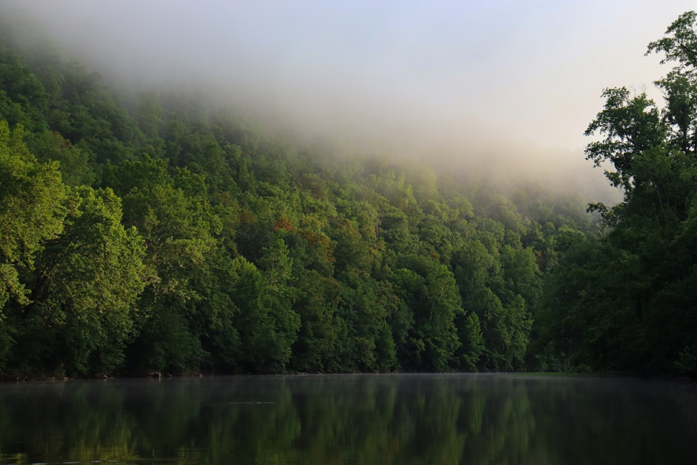 a body of water surrounded by trees and fog