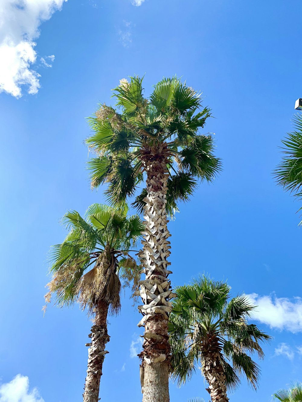 a group of palm trees against a blue sky