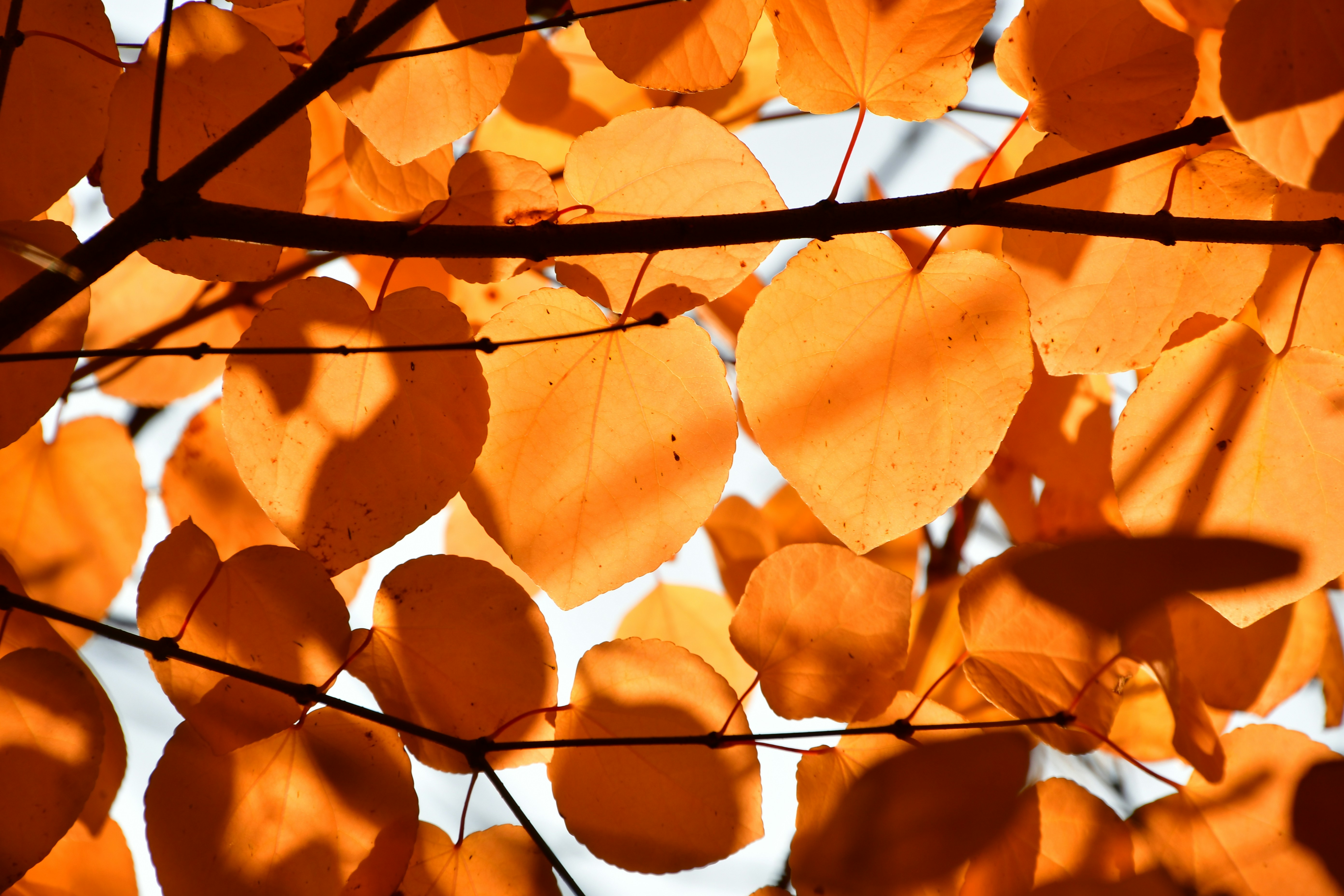 A tree branch with bright orange leaves.