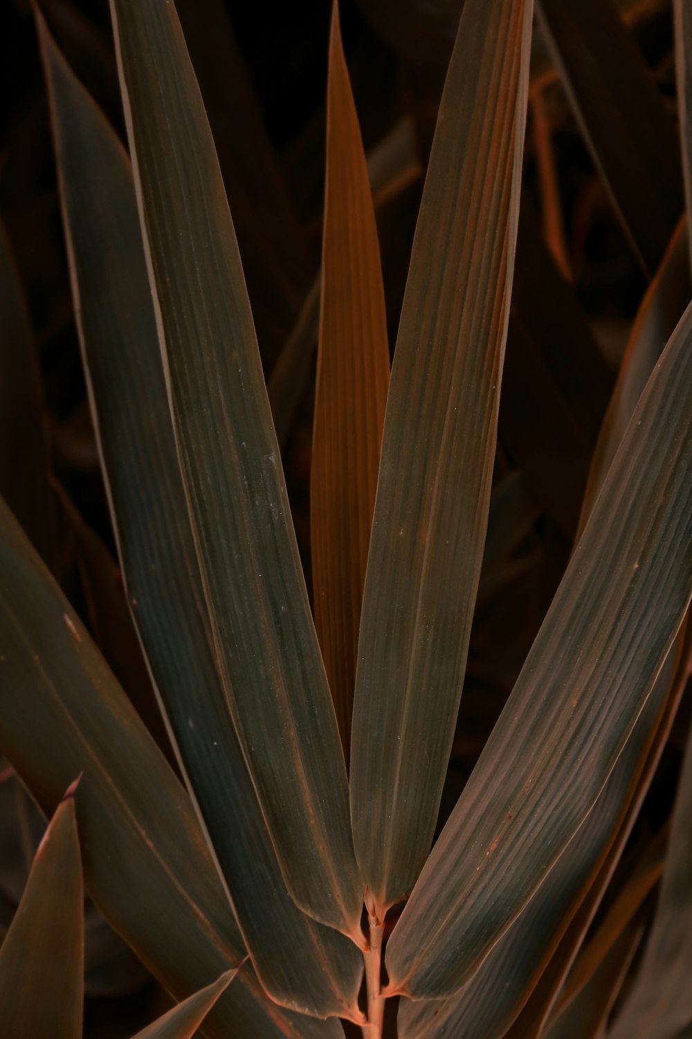 a close up of a plant with leaves