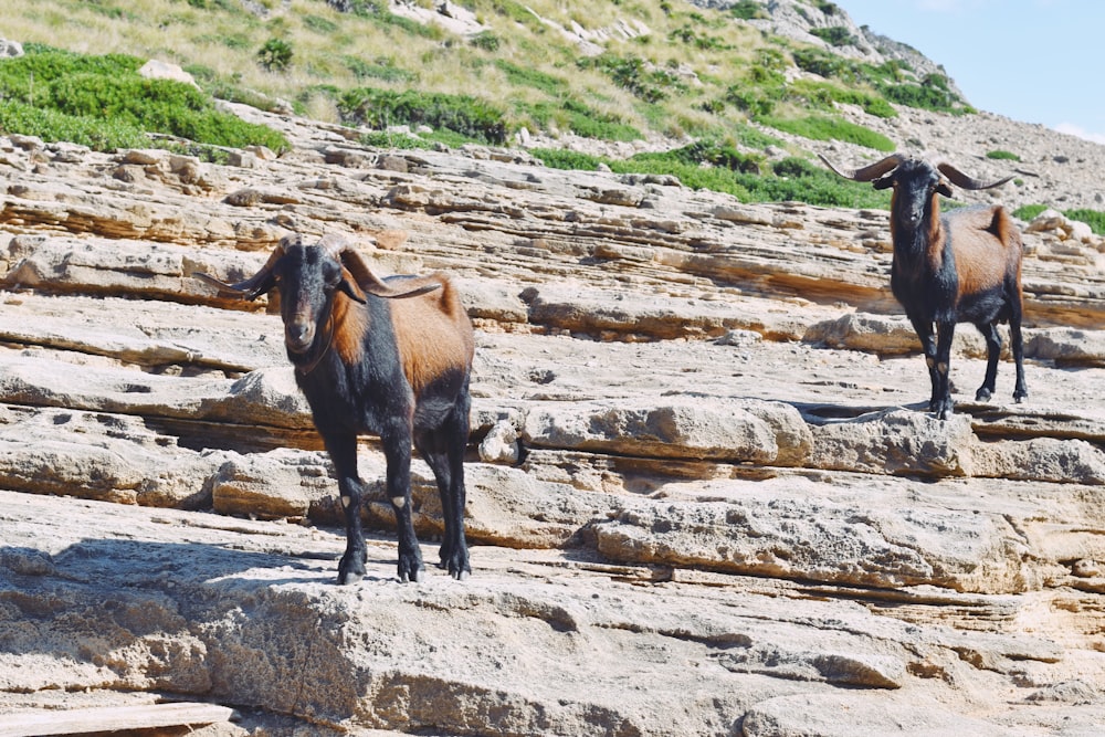 a couple of animals that are standing on some rocks