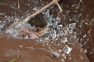 A close-up of dew drops sparkling on a spiderweb at dawn, capturing fragile beauty.