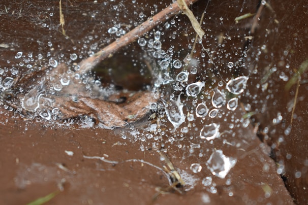 A close-up macro of dew drops delicately resting on a spider web.