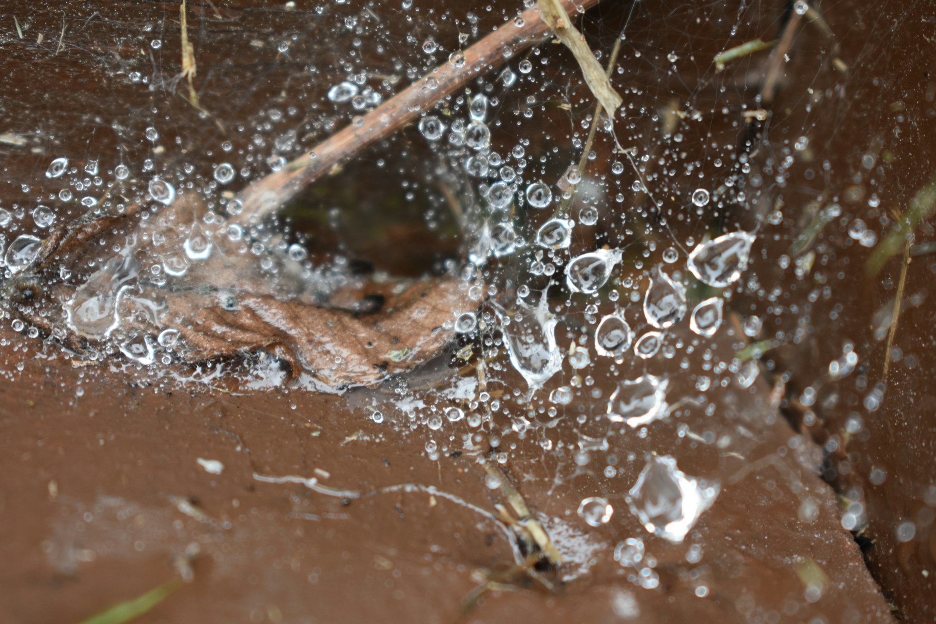 An intimate close-up of dew drops clinging to a spiderweb, sparkling like tiny jewels in the early morning light.
