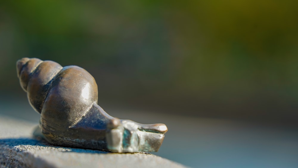 a close up of a snail shell on a rock