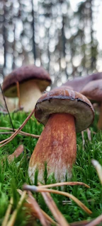 Close-up of golden Reishi mushrooms growing naturally on a mossy log in a serene forest.