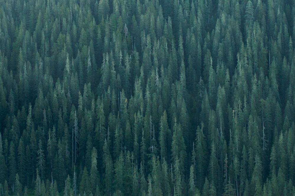 a group of trees that are standing in the grass