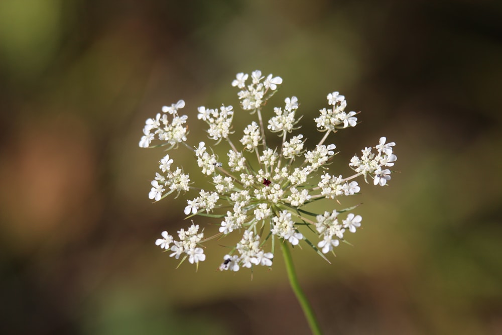 a close up of a small white flower