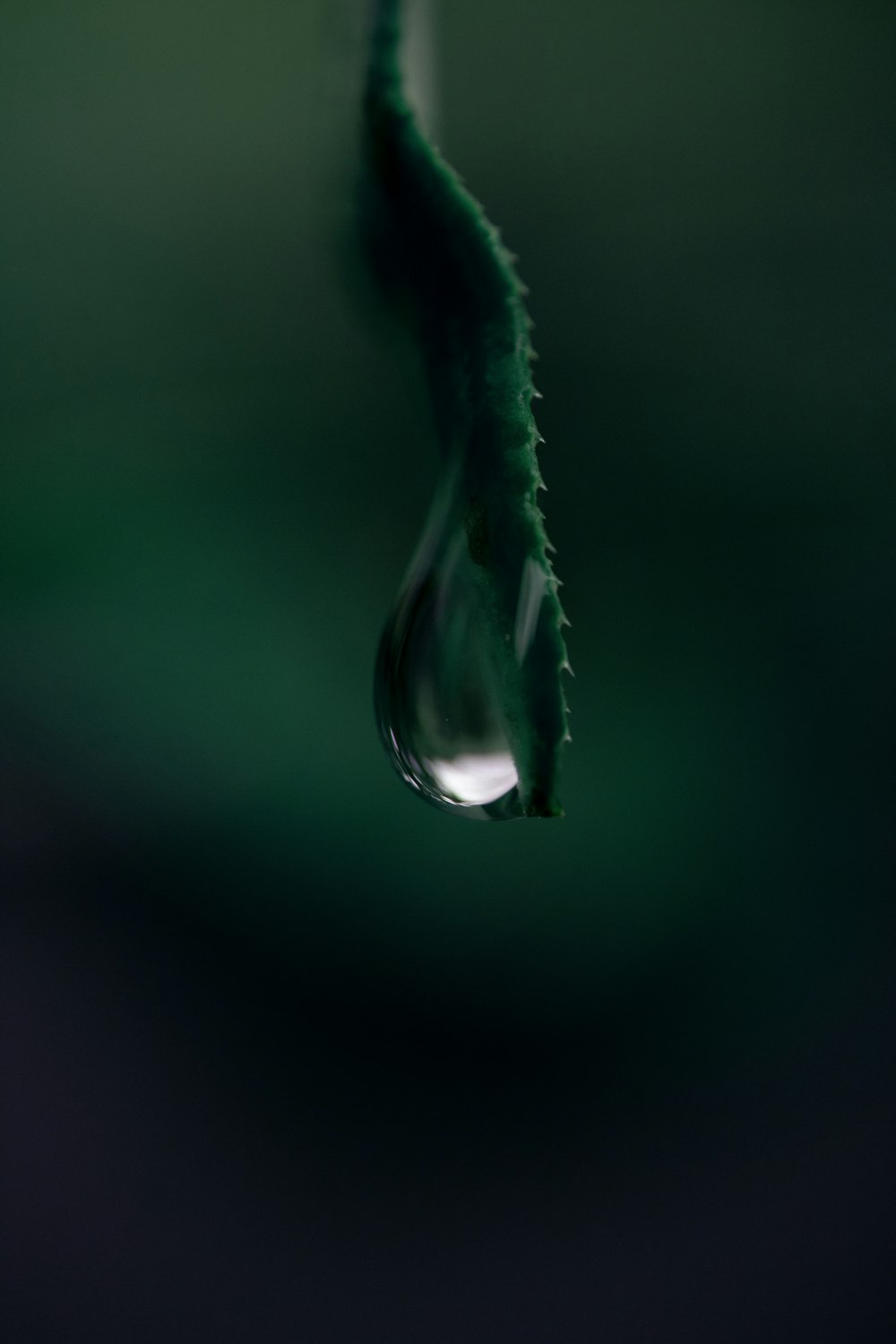 a drop of water hanging from a green plant