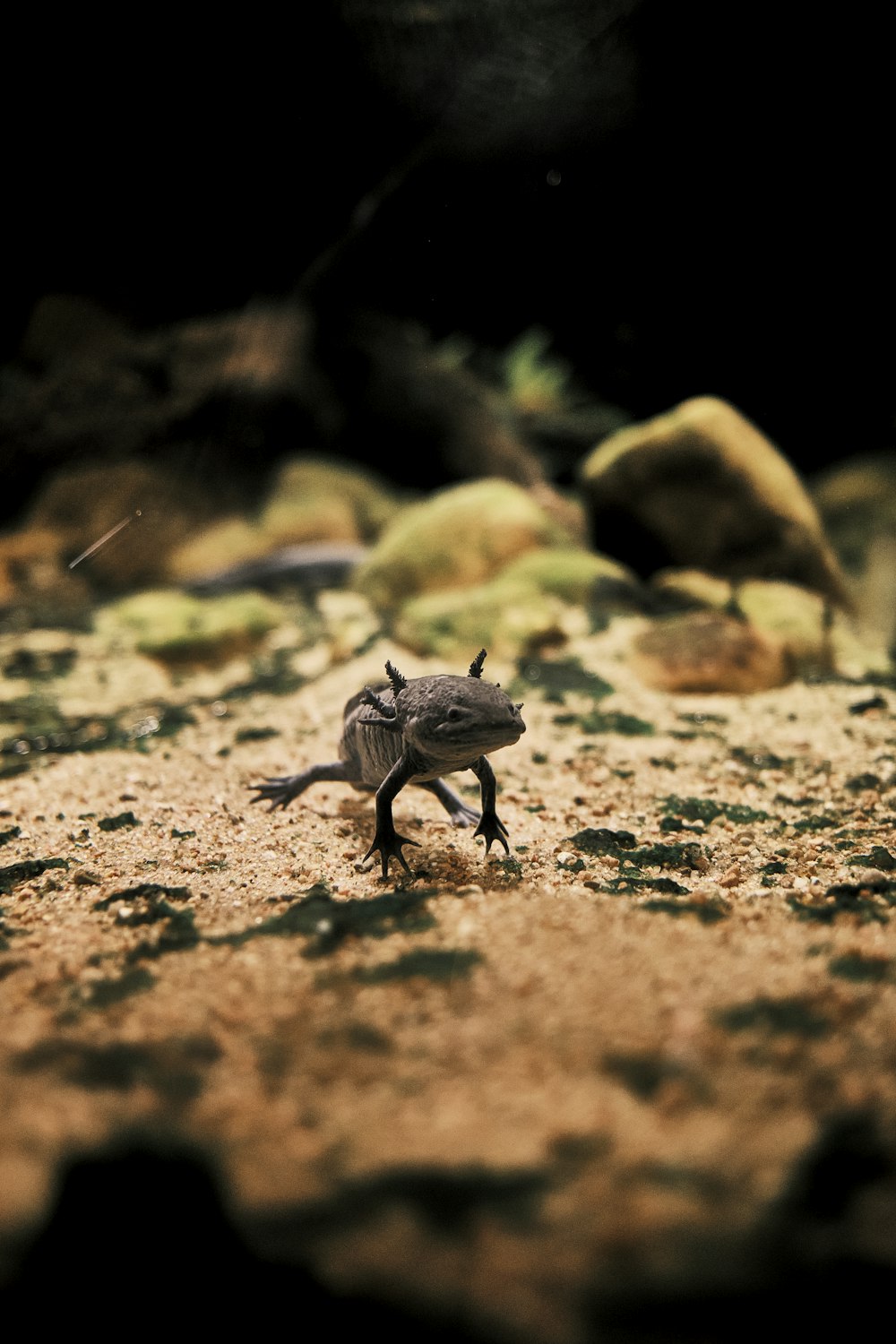 a small lizard walking across a dirt field