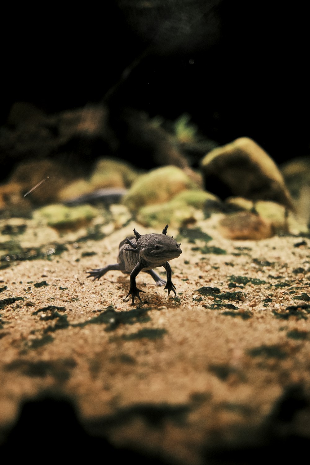 Un pequeño lagarto caminando por un campo de tierra