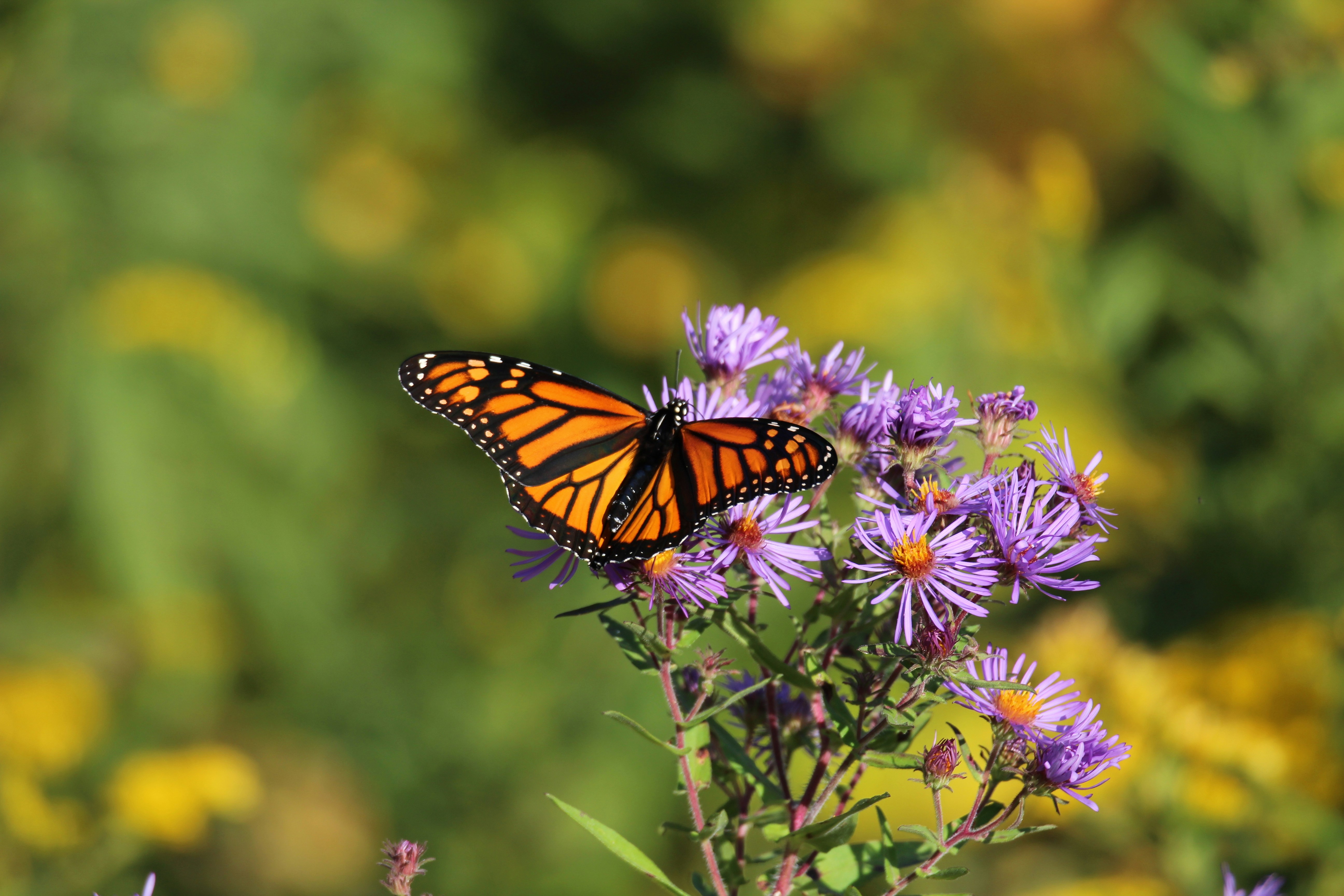 Sun Lit Butterfly